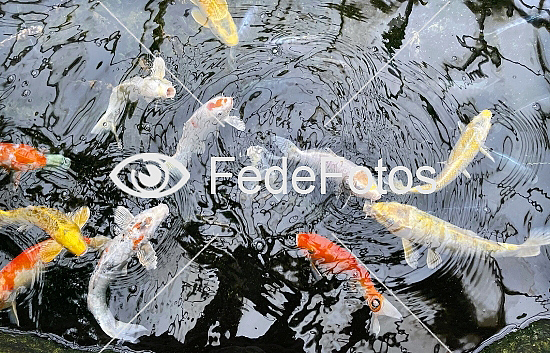 Karper (Cyprinus rubrofuscus)