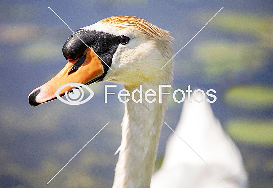 Knopsvane (Cygnus olor) Knölsvan Knoppsvane Mute Swan