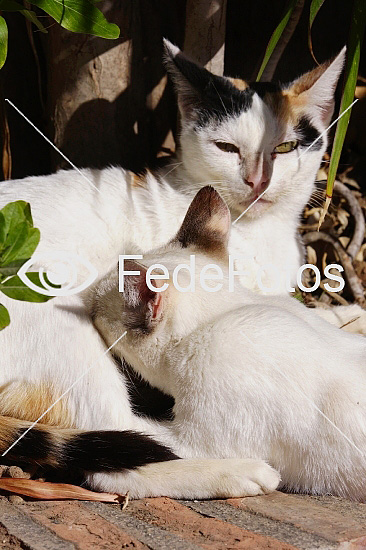 Forståelse dilemma Midler Stor kat dier - FedeFotos: Køb fotos