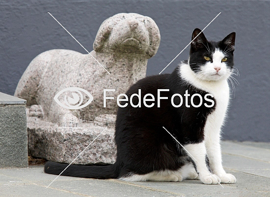 Sur kat og sur - FedeFotos: Køb