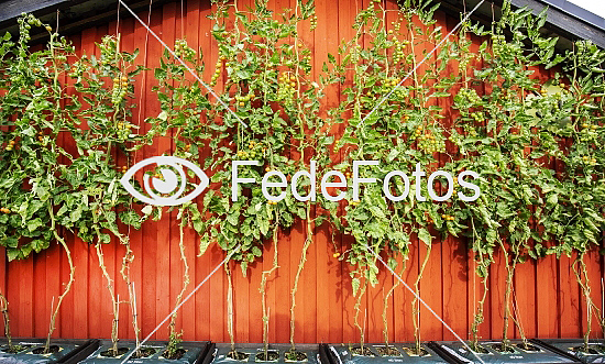 Tomatplanter hængt op